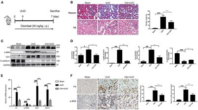 Cilomilast Ameliorates Renal Tubulointerstitial Fibrosis by Inhibiting the TGF-β1-Smad2/3 Signaling Pathway